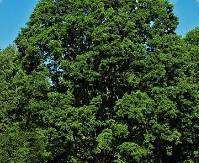 Eladó mezőgazdasági terület - Dörgicse (Becce dűlő) / 6. kép