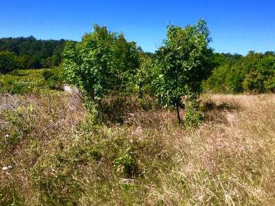 Eladó mezőgazdasági terület - Dörgicse (Becce dűlő) / 2. kép