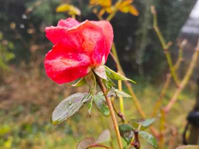 Eladó családi ház - Balatonfüred / 4. kép