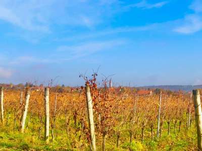 Eladó zártkert - Balatoncsicsó / 7. kép