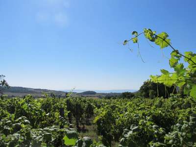 Eladó zártkert - Balatoncsicsó / 2. kép