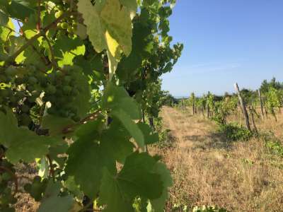 Eladó mezőgazdasági terület - Dörgicse / 3. kép