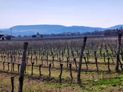 Eladó zártkert - Szentjakabfa / 5. kép