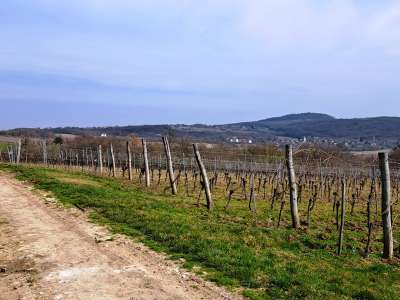 Eladó zártkert - Szentjakabfa / 10. kép