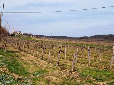 Eladó mezőgazdasági terület - Szentjakabfa / 4. kép