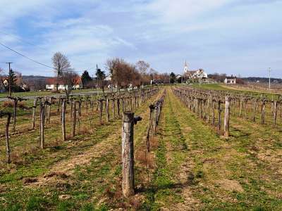 Eladó mezőgazdasági terület - Szentjakabfa / 5. kép