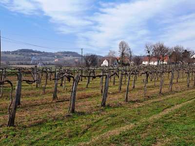 Eladó mezőgazdasági terület - Szentjakabfa / 1. kép