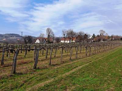 Eladó mezőgazdasági terület - Szentjakabfa / 7. kép