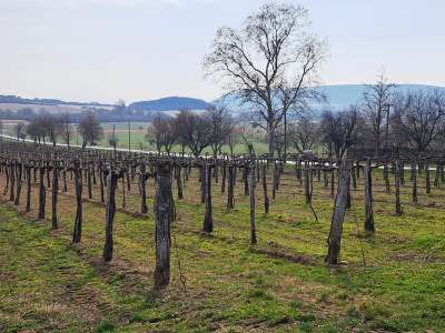 Eladó mezőgazdasági terület - Szentjakabfa / 8. kép