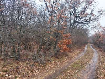 Eladó erdő - Balatonudvari / 3. kép