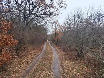 Eladó erdő - Balatonudvari / 5. kép