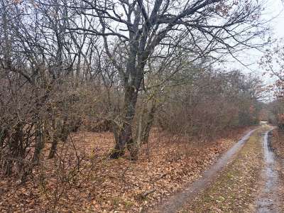 Eladó erdő - Balatonudvari / 1. kép