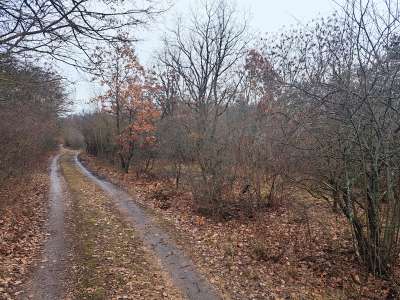 Eladó erdő - Balatonudvari / 6. kép