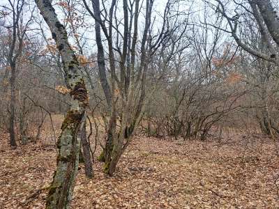 Eladó erdő - Balatonudvari / 2. kép