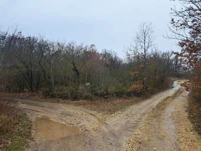 Eladó erdő - Balatonudvari / 4. kép