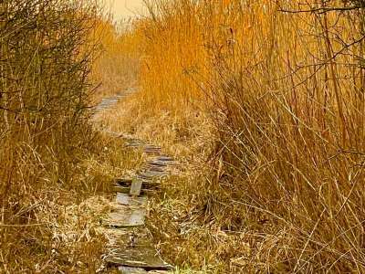 Eladó mezőgazdasági terület - Balatonakali / 5. kép