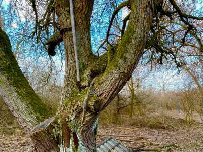 Eladó mezőgazdasági terület - Balatonakali / 8. kép