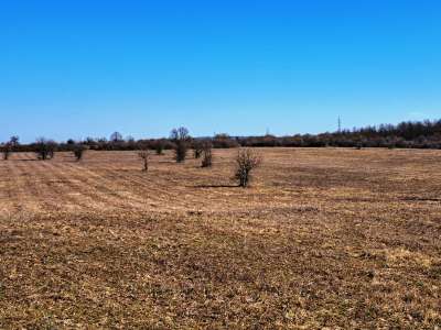 Eladó mezőgazdasági terület - Barnag / 13. kép