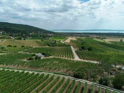 Eladó mezőgazdasági terület - Szentantalfa / 6. kép