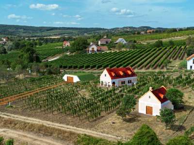 Eladó mezőgazdasági terület - Szentantalfa / 5. kép