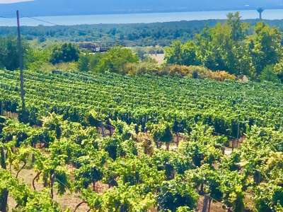 Eladó gazdasági épület - Szentantalfa / 9. kép