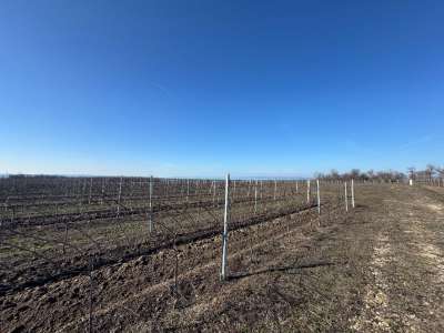 Eladó mezőgazdasági terület - Balatonvilágos / 2. kép