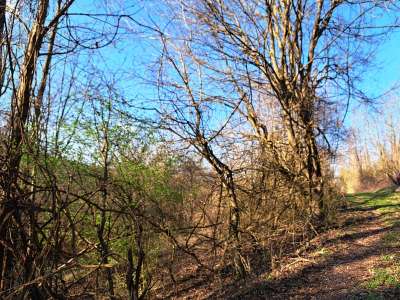 Eladó mezőgazdasági terület - Kapolcs / 3. kép