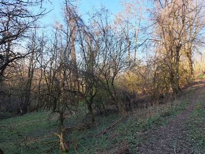 Eladó mezőgazdasági terület - Kapolcs / 5. kép