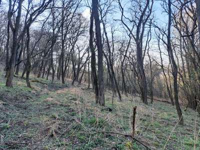 Eladó mezőgazdasági terület - Kapolcs / 8. kép