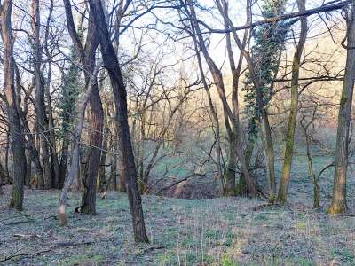 Eladó mezőgazdasági terület - Kapolcs / 10. kép