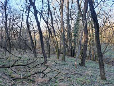 Eladó mezőgazdasági terület - Kapolcs / 11. kép