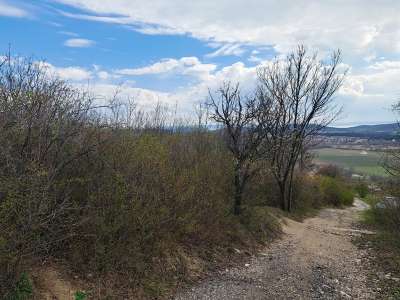 Eladó mezőgazdasági terület - Pécsely / 8. kép