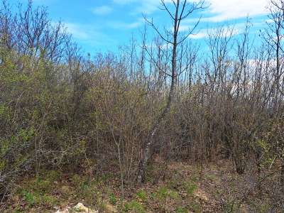 Eladó mezőgazdasági terület - Pécsely / 9. kép