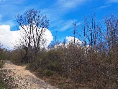 Eladó mezőgazdasági terület - Pécsely / 12. kép