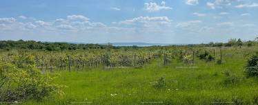 Eladó mezőgazdasági terület - Dörgicse / 6. kép