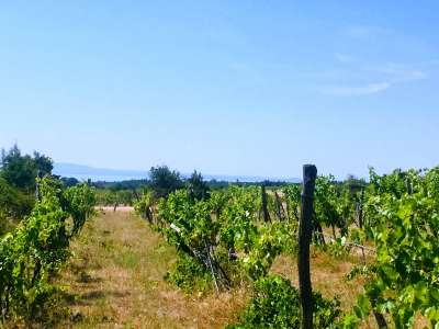 Eladó mezőgazdasági terület - Dörgicse / 5. kép