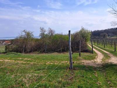 Eladó mezőgazdasági terület - Balatonudvari / 8. kép