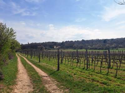 Eladó mezőgazdasági terület - Balatonudvari / 9. kép