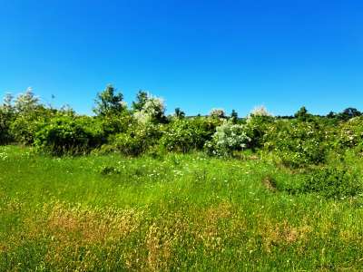 Eladó mezőgazdasági terület - Balatonakali / 6. kép