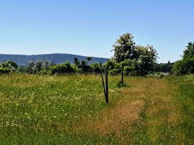 Eladó mezőgazdasági terület - Balatonakali / 2. kép