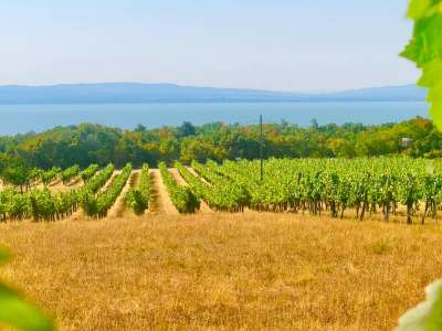 Eladó gazdasági épület - Balatonakali (kis leshegy) / 4. kép