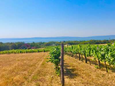 Eladó mezőgazdasági terület - Balatonakali (kis leshegy) / 5. kép