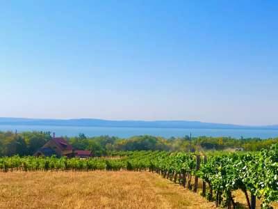 Eladó mezőgazdasági terület - Balatonakali (kis leshegy) / 6. kép