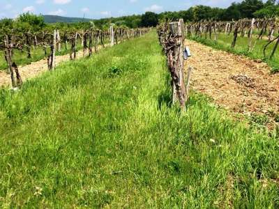 Eladó mezőgazdasági terület - Balatonakali (kis leshegy) / 3. kép