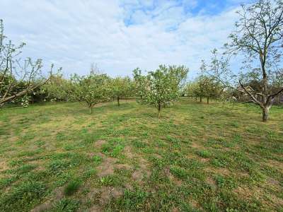 Eladó kert, gyümölcsös - Törökszentmiklós / 5. kép