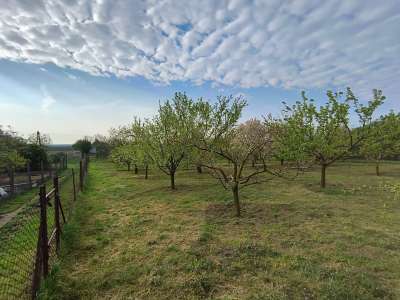 Eladó kert, gyümölcsös - Törökszentmiklós / 3. kép