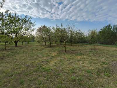 Eladó kert, gyümölcsös - Törökszentmiklós / 9. kép