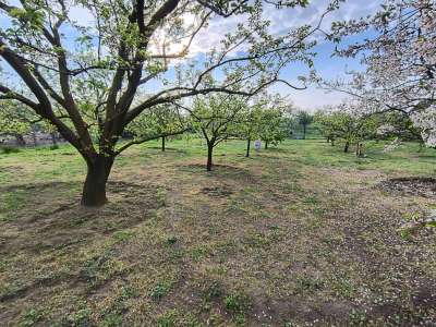 Eladó kert, gyümölcsös - Törökszentmiklós / 6. kép