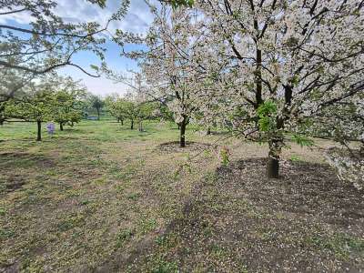 Eladó kert, gyümölcsös - Törökszentmiklós / 2. kép