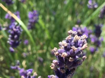 Eladó építési telek - Gödöllő (Belváros) / 1. kép